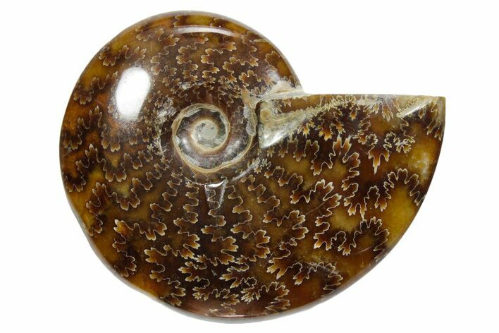 Polished Ammonite (Cleoniceras) Fossil - Madagascar #348495